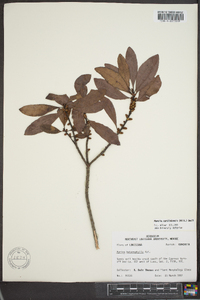 Myrica heterophylla image