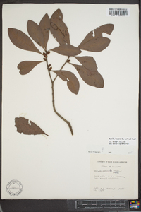 Myrica inodora image