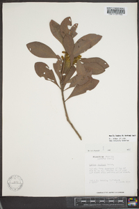 Myrica inodora image