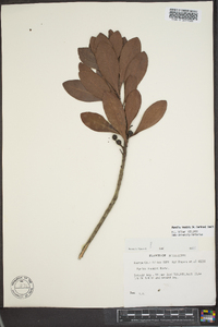 Myrica inodora image