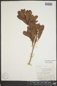 Myrica inodora image