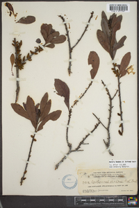 Myrica inodora image