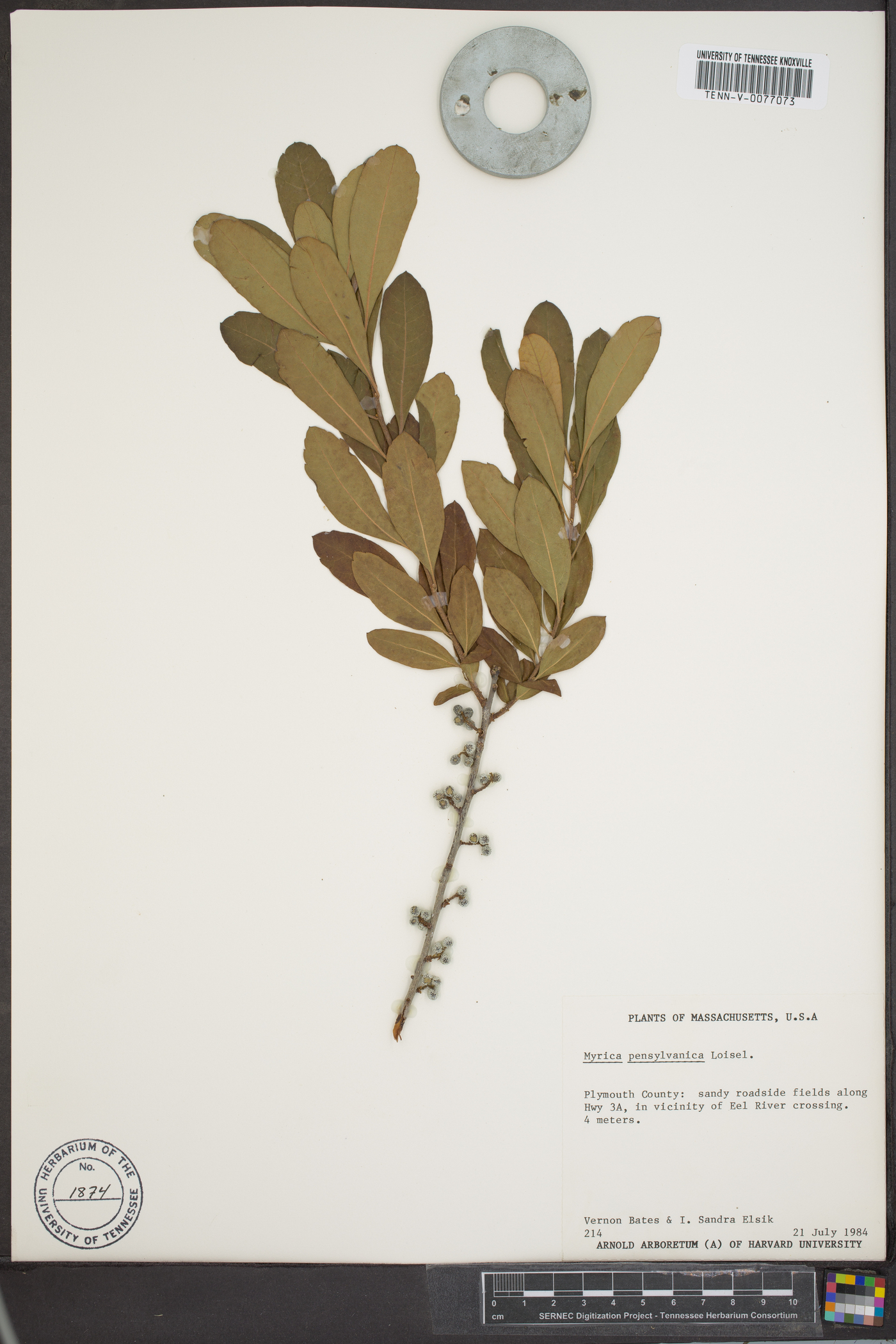 Myrica caroliniensis image