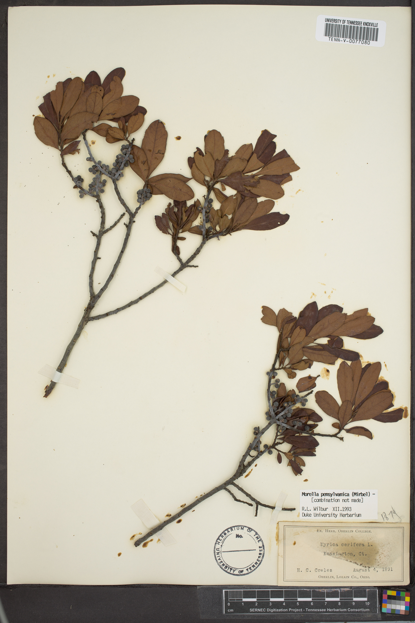 Myrica caroliniensis image