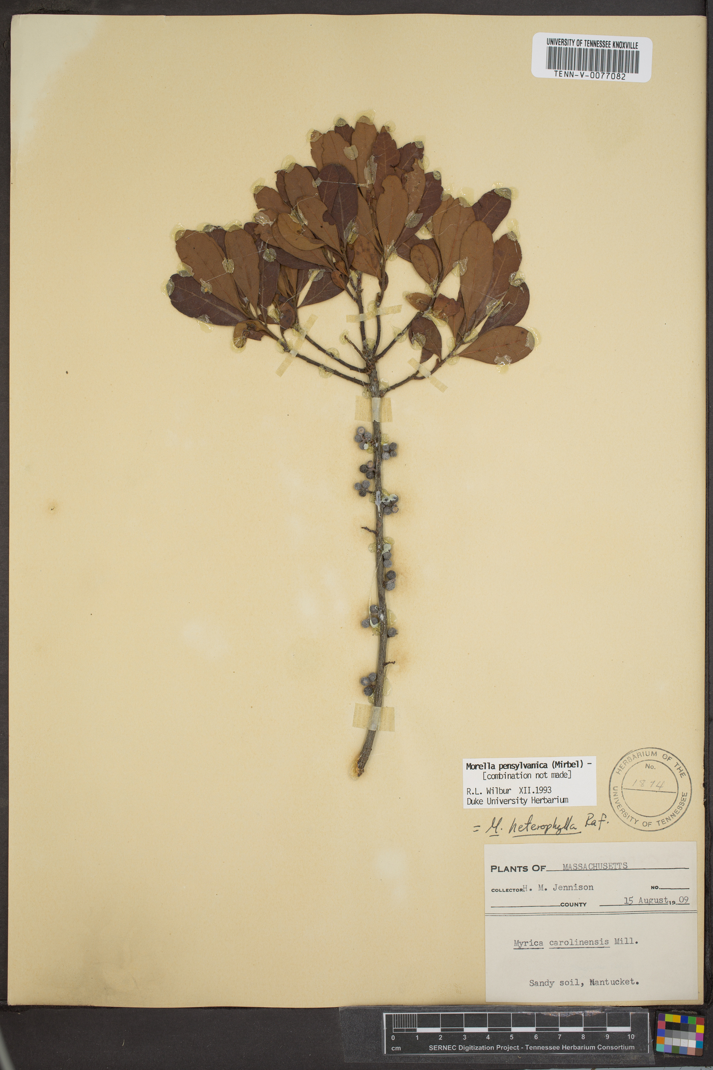 Myrica caroliniensis image