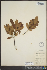 Myrica caroliniensis image