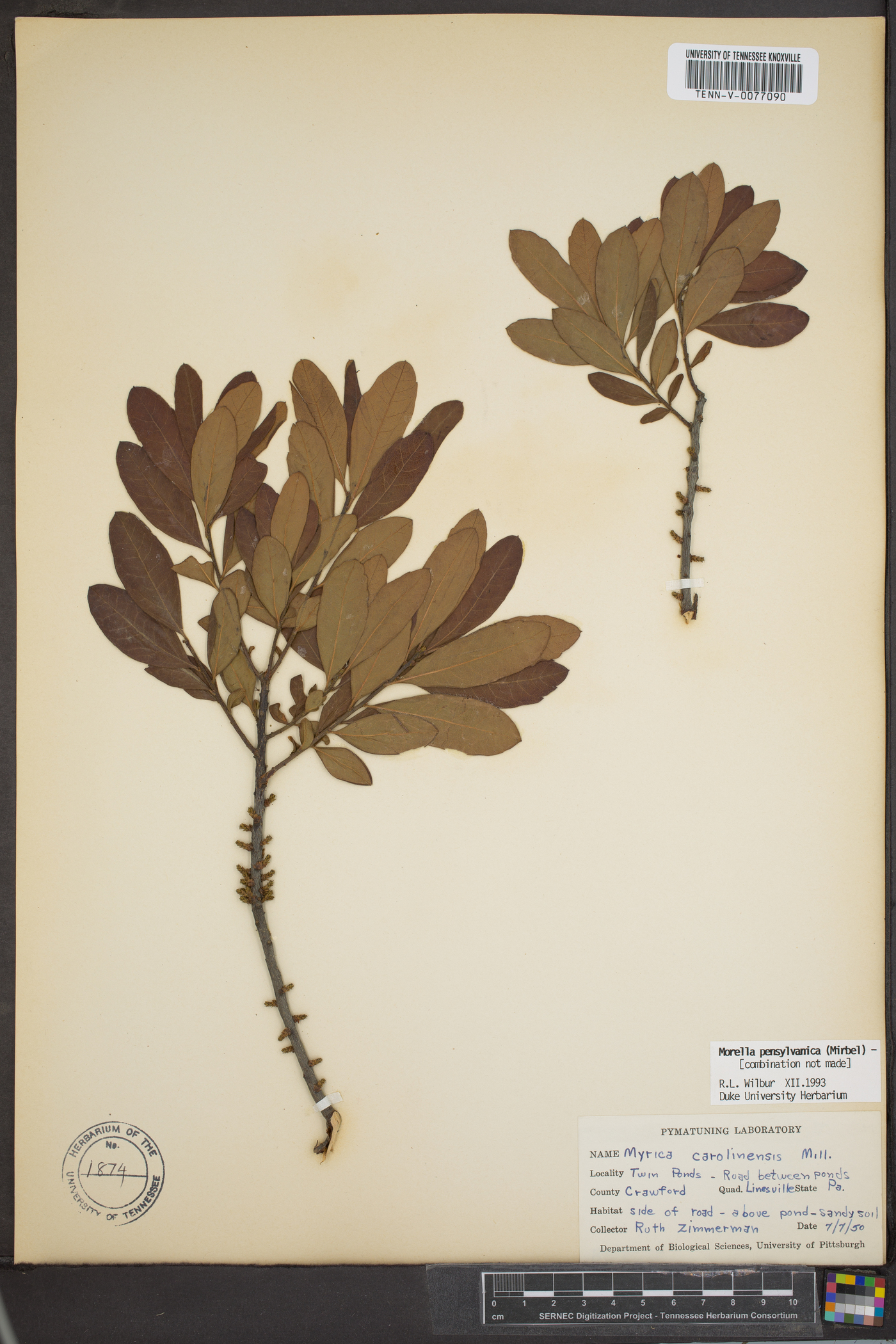 Myrica caroliniensis image