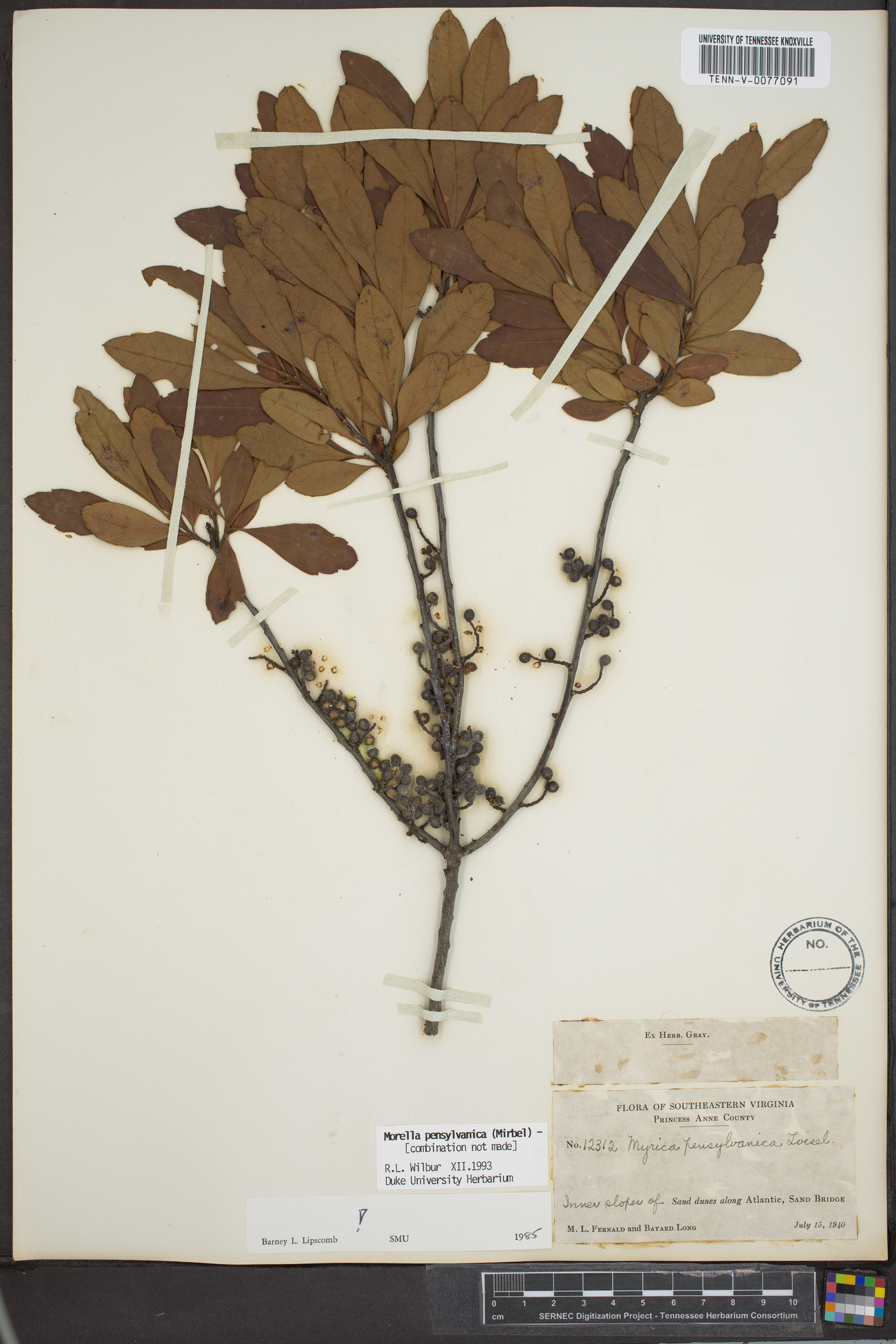 Myrica caroliniensis image