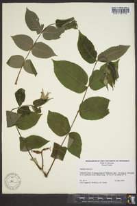 Juglans cinerea image