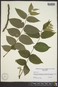 Juglans cinerea image