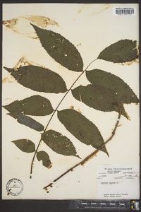 Juglans cinerea image