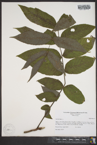 Juglans cinerea image