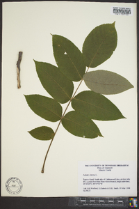 Juglans cinerea image