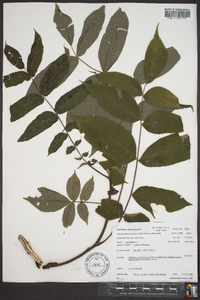 Juglans cinerea image