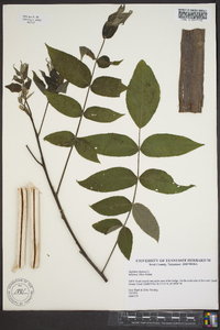 Juglans cinerea image