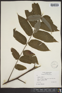 Juglans cinerea image