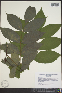 Juglans cinerea image