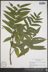 Juglans californica image