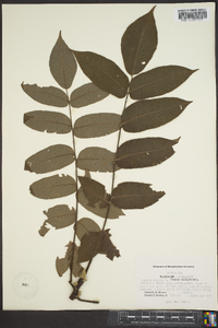 Juglans californica image