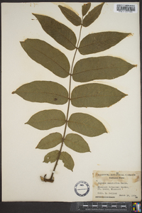 Juglans mandshurica image