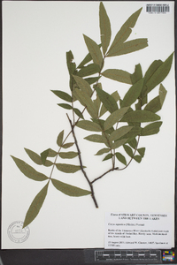 Carya aquatica image