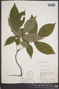 Carya glabra var. glabra image