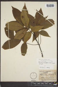 Carya glabra var. glabra image