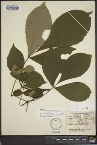 Carya glabra var. glabra image