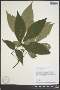 Carya glabra var. glabra image