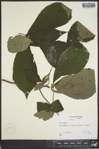 Carya glabra var. glabra image