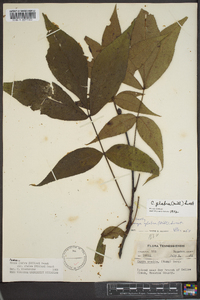 Carya glabra var. glabra image