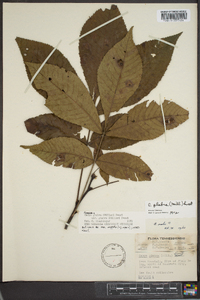 Carya glabra var. glabra image