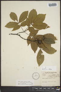 Carya glabra var. glabra image