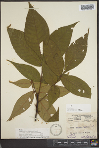 Carya glabra var. glabra image