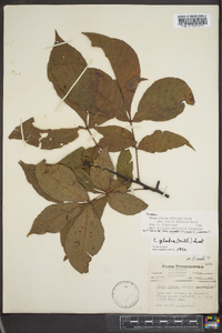 Carya glabra var. glabra image