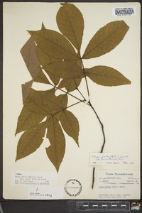 Carya glabra var. glabra image