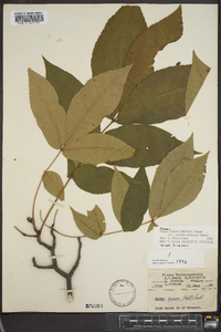 Carya glabra var. glabra image