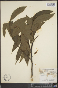 Carya illinoinensis image