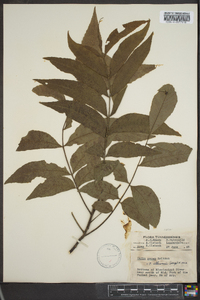 Carya illinoinensis image