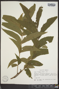 Carya illinoinensis image