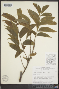 Carya illinoinensis image