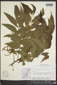 Carya illinoinensis image