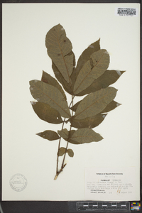 Carya illinoinensis image