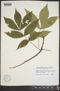 Carya ovalis image