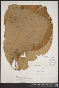 Carya ovalis image