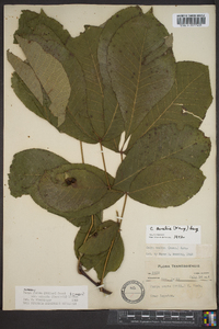 Carya ovalis image