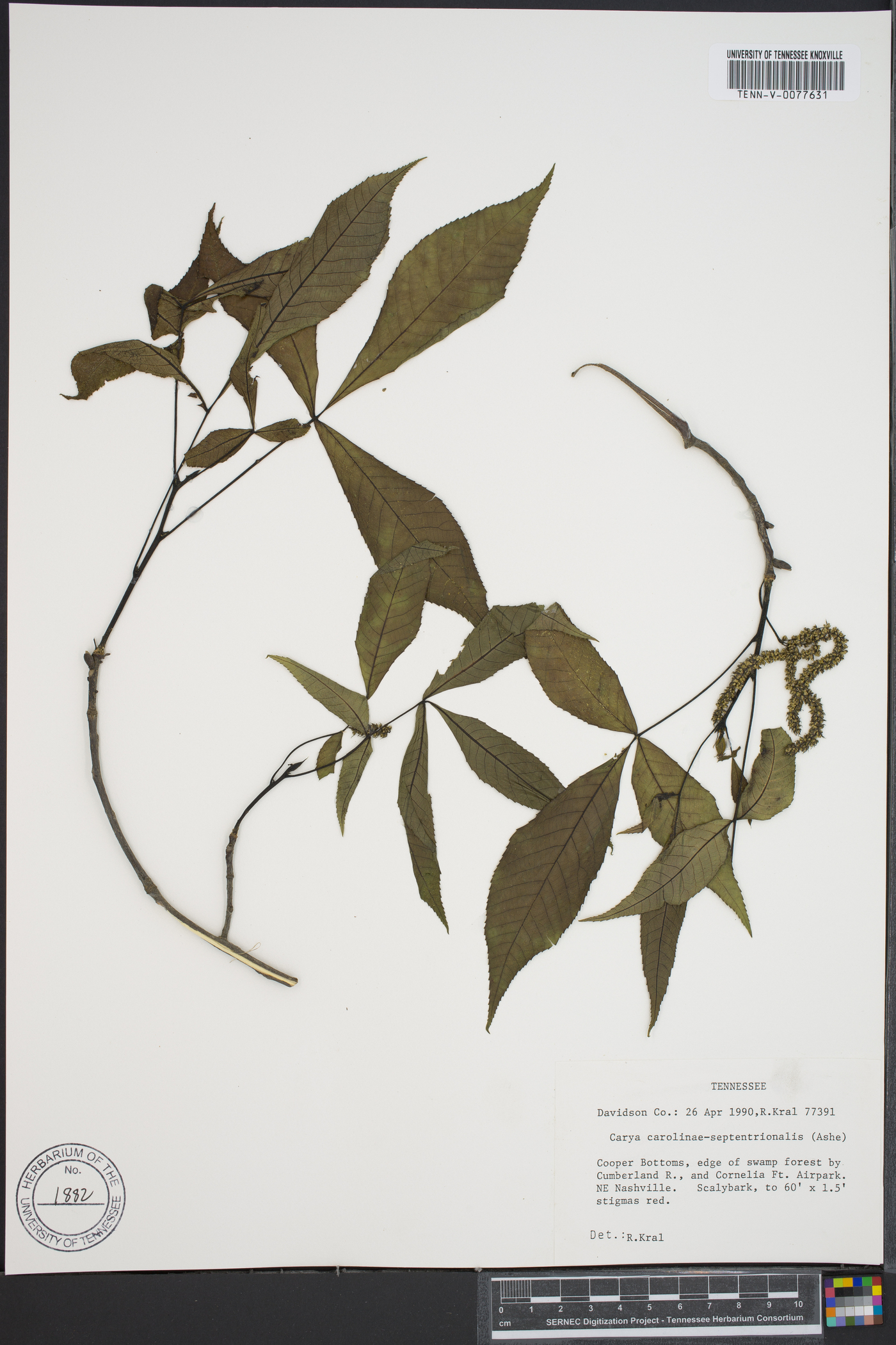 Carya carolinae-septentrionalis image