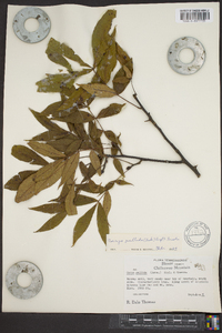 Carya pallida image