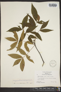 Carya pallida image