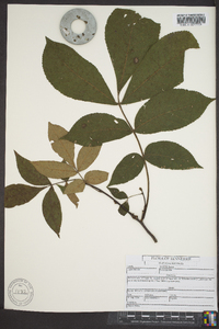 Carya pallida image